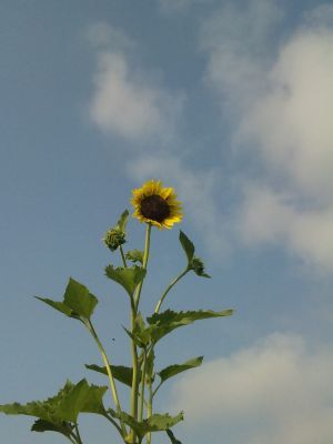 100730_074732_400.jpg