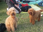 IMG_4012r.jpg